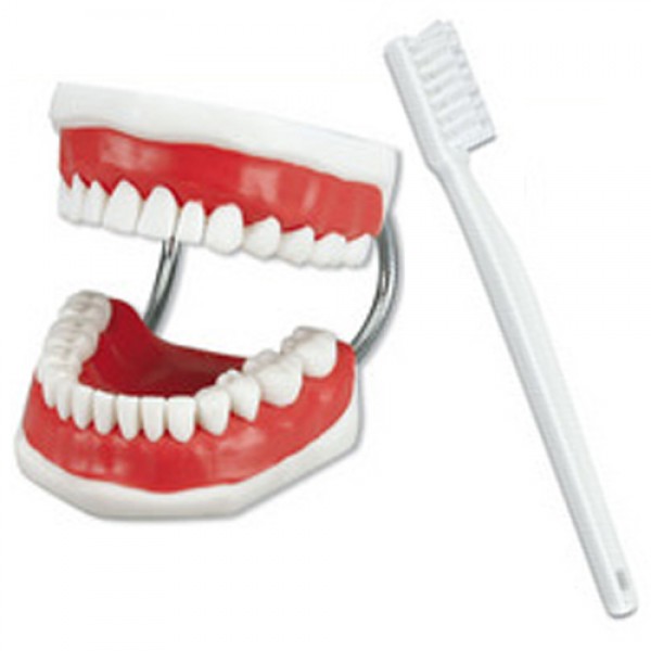 Modelo Demo Cepillado Dental
